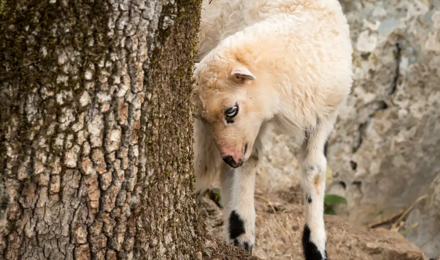 Tramuntana Sheep Cres Island Croatia